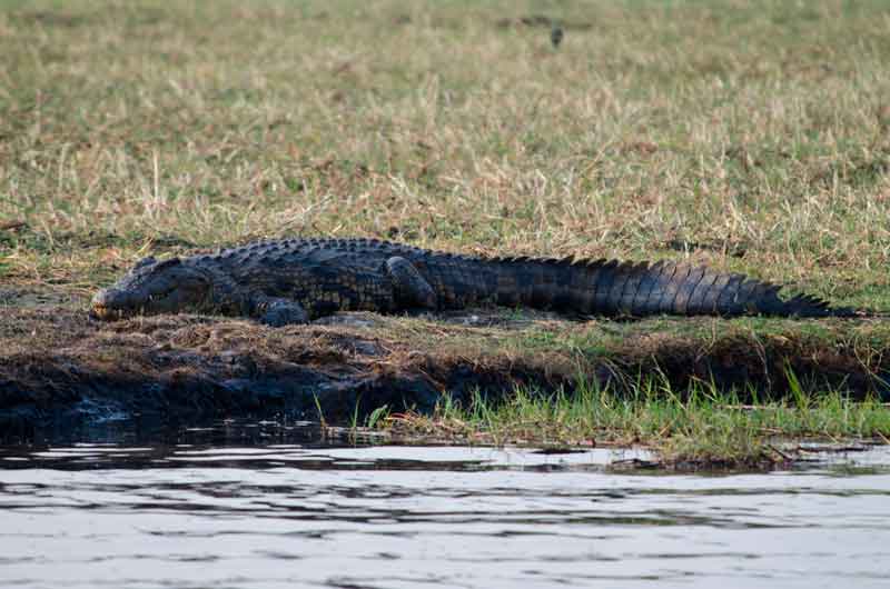 Cocodrilo - parque nacional de Chobe - Botswana 2.jpg
